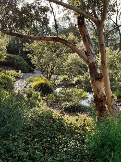 Looking from the inside - Australian Native Plants Society (Australia) Native Australian Front Garden, Australian Native Garden Plants, Windows Drawing, Soul Bond, Naturalistic Garden, Bush Garden, Native Gardens, Australian Natives, Australian Native Garden