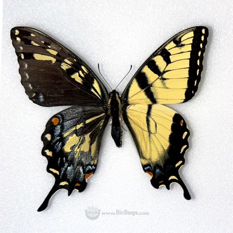 😲 Check out this super rare Papilio glaucus mosaic gynandromorph! What you see here is a butterfly specimen that displays both male (right side) and female (left side) characteristics. 🦋 Over 2,500 species of butterflies, moths, beetles, and more! 🦗 Free shipping & wholesale discounts 🪲 Shop now at www.BicBugs.com 🔗 Species shown here: https://bicbugs.com/?s=glaucus #rare #butterfly #science #entomology #naturalhistory #oddities #bugs #bicbugs Bilateral Gynandromorphism Butterfly, Intersex Butterfly, Gynandromorph Moth, Gynandromorph Butterfly, Rare Butterflies, Rare Butterfly, Butterfly Shapes, Butterfly Science, Butterfly Species