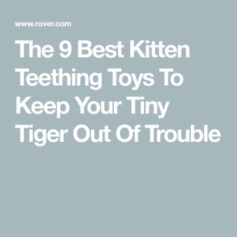 The 9 Best Kitten Teething Toys To Keep Your Tiny Tiger Out Of Trouble New Kitten, Catnip Cat Toy, Treat Dispenser, Catnip Toys, Teething Toys, Baby Teeth, Chew Toy, Dental Health, Cat Toys