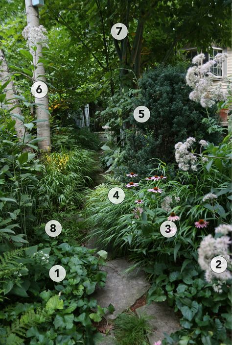 Design an Engaging, Naturalistic Garden in the Shade - Plant IDs - FineGardening Vietnamese Garden Design, Woodland Garden Seating Area, Small Woodland Garden Design, Shaded Front Yard Landscaping Ideas, Colonial House Garden, Japanese Maple Shade Garden, Natural Woodland Garden, Woodland Garden Design Layout, Cottage Shade Garden