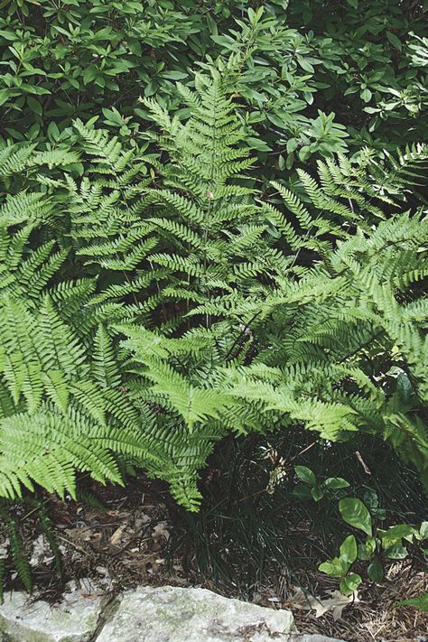 L2612 - Autumn Fern Autumn Fern, Pruning Saws, Water In The Morning, Plants For Hanging Baskets, Organic Soil, Water Reservoir, Gcse Art, Garden Fencing, Foliage Plants