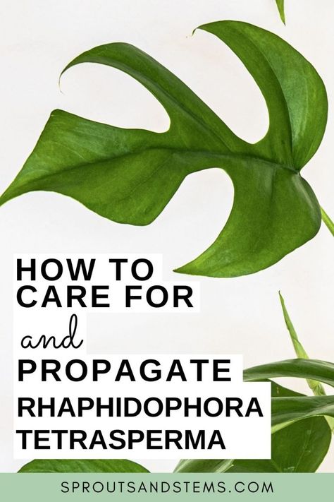 Raphidophora Tetrasperma Care, Rhaphidophora Tetrasperma Care, Mini Monstera, Rhaphidophora Tetrasperma, Orchid Bark, Indoor Plant Care, Plant Strong, Fertilizer For Plants, Climbing Vines