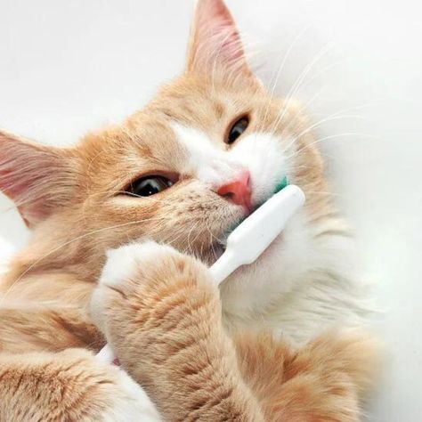 cat dental care, cat teeth cleaning near me Cat Brushing Teeth, Pet Dental Health Month, Pet Dental Care, Good Morning Cat, Sick Cat, Morning Cat, Oral Care Routine, Owning A Cat, Chinchillas