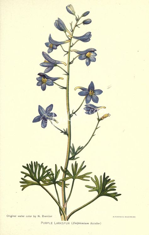 Larkspur Delphinium, Purple Larkspur, Larkspur Flower, Old Book, Delphinium, Image Collection, Vintage Images, High Resolution, Account Suspended