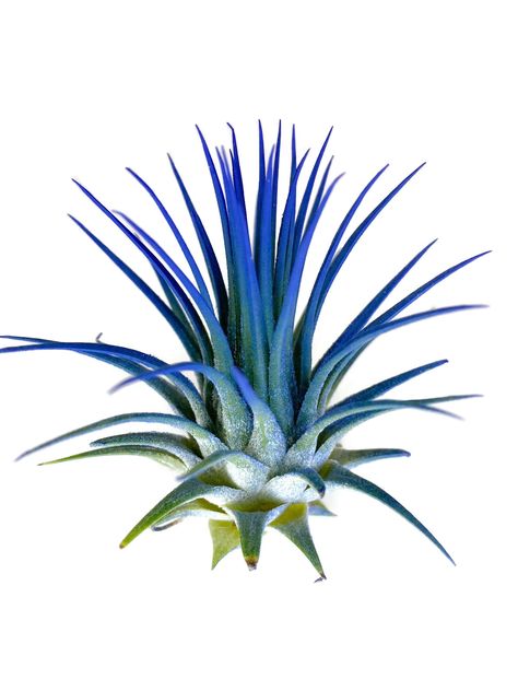 Blue Ionantha Guatemala Tillandsia Air Plant, Guatemala Air Plant, Air Plant, Airplant Wedding Greenery Garland, Air Plants Care, Plant Indoor, Tillandsia Air Plant, Barn Wedding Decorations, Plant Gift, Arch Decoration Wedding, Cocoa Beach, Air Plant Holder