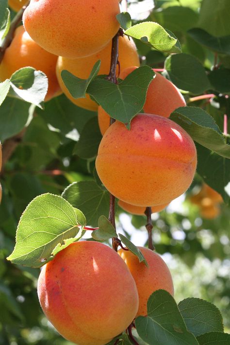 Tropical Fruit Photography, Peach Photography, Fruits Garden, Fruits And Vegetables Pictures, Apricot Fruit, Vegetable Pictures, Apricot Tree, Peach Fruit, Fruit Flowers