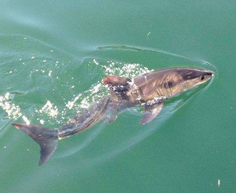 Baby shark in real life! Baby Tiger Shark, Baby Great White Shark, Shark Stuff, Baby Shark Doo Doo, Ocean Stuff, Shark Girl, Scared Me, I Love The Ocean, Jurassic World Dinosaurs