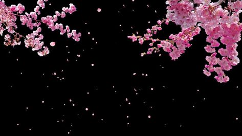 Cherry Blossom Wallpaper for mobile phone, tablet, desktop computer and other devices HD and 4K wallpapers. Japanese Aesthetic Laptop Wallpaper, Dark Pink Aesthetic Desktop Wallpaper, Cherry Blossom Cover Photo, Cherry Blossom Wallpaper Laptop, Sakura Laptop Wallpaper, Wallpaper Backgrounds Cherry, Sakura Wallpaper Pc, Cherry Blossom Wallpaper Desktop, Cherry Blossom Desktop Wallpaper