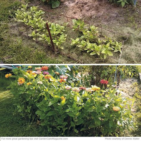 Zinnia Support, Staking Zinnias, Zinnia Garden, Zinnia Elegans, Cut Flower Farm, Zinnia Flowers, Tomato Cages, Tall Flowers, Bee Garden