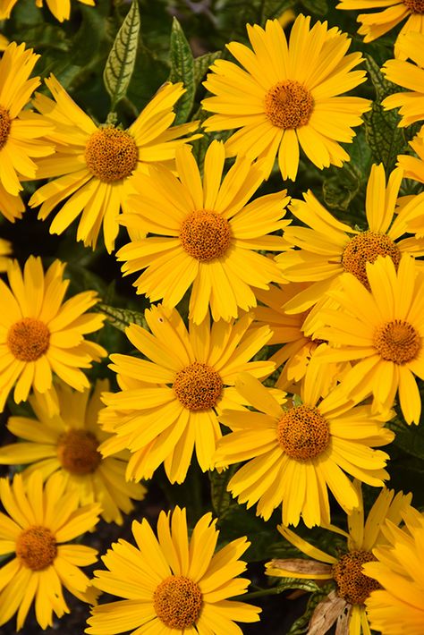 Heliopsis Helianthoides, False Sunflower, Perennial Sunflower, Oxeye Daisy, Wheaton Illinois, Green Veins, Herbaceous Perennials, Woodland Garden, Attract Butterflies