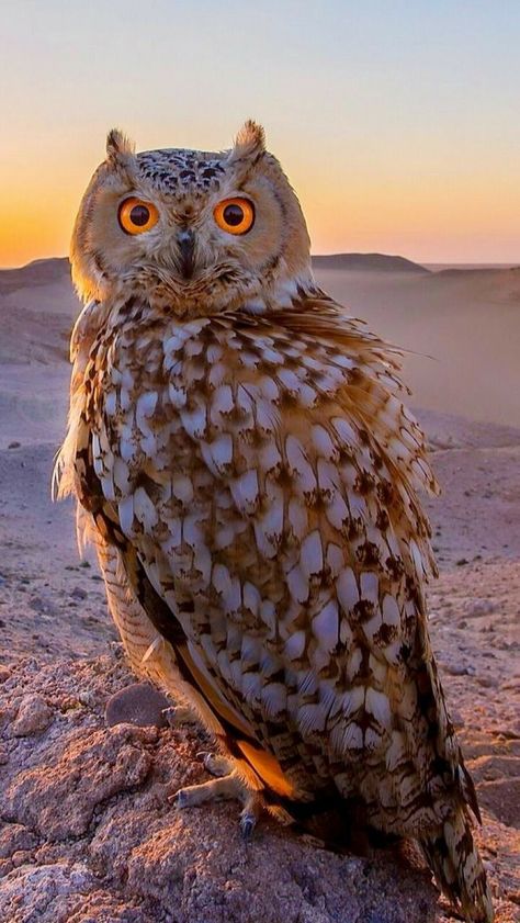 Graceful Raptor Awesome Owls, Owl Photos, Hoot Owl, Owl Pictures, Beautiful Owl, Owl Bird, Owl Art, Cute Owl, In The Desert