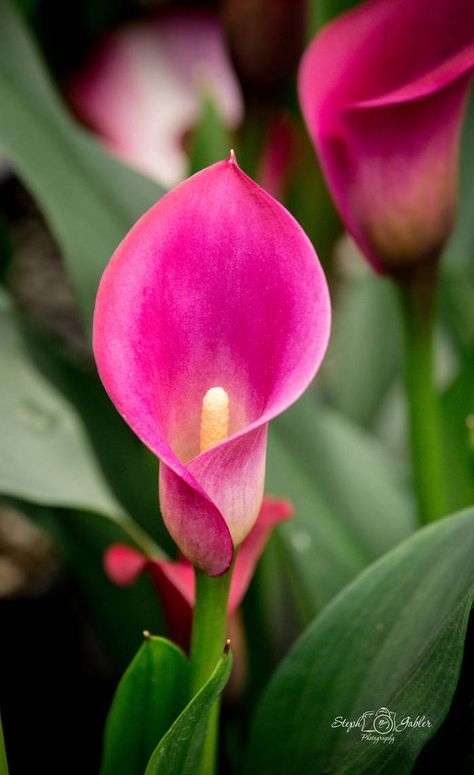 Pink Calla Lilies, Arum Lily, Calla Lily Flowers, Lily Plants, The Secret Garden, 수채화 그림, Calla Lilies, Beautiful Flowers Pictures, Lily Flower