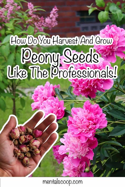 How Do You Harvest And Grow Peony Seeds Like The Professionals! Peony Landscaping Front Yards, Peony Farming, Peony Flower Garden, Peony Seeds, Grow Peonies, Peony Farm, Gardening For Dummies, Peony Bud, Planting Peonies