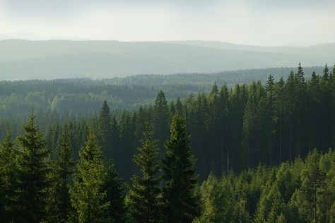 Svensk skog Granola Aesthetic Wallpaper, House Forrester, North Sweden, Landscape Drawing Tutorial, Forest Berries, Nature Portraits, Nature Desktop, Pine Resin, Forest Background