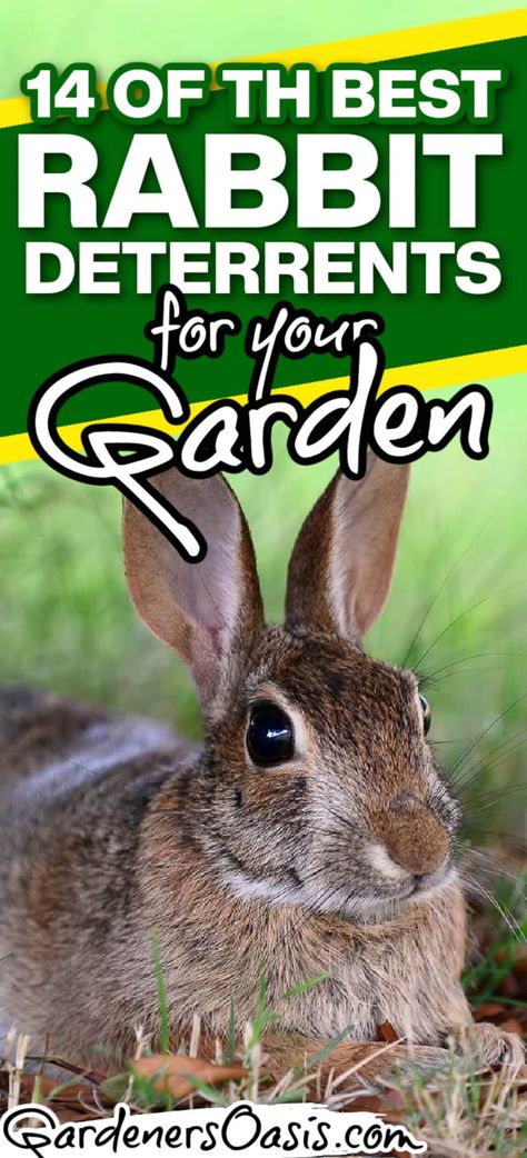 14 Of The Best Rabbit Deterrents For Your Garden Rabbit Deterrent, Garden Pests Identification, Rabbit Repellent, Ground Orchids, Perennials Flowers, Garden Front Yard, Full Sun Perennials, Full Sun Plants, Sun Perennials