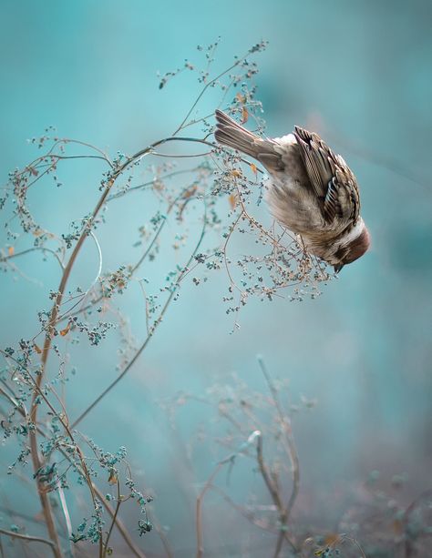 Sweets Ideas, Thomas S Monson, Winter Portraits, Bird Sitting, Sparrow Bird, Aqua Background, Bright Background, Bird Painting, Bird Pictures