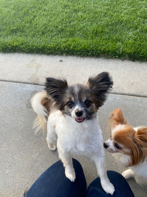 Papillon Dog Haircut, Papillon Puppies, Papillon Puppy, Pet Dental Care, Dog Grooming Styles, Dog Grooming Tips, Puppy Cut, Dog Haircuts, Papillon Dog