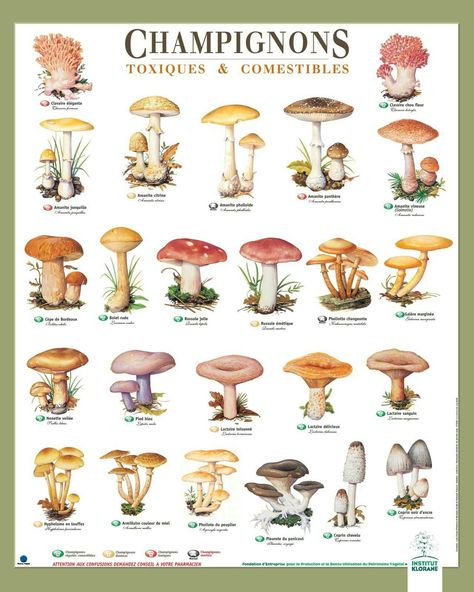 Fungi Illustration, Mushroom Species, Mushroom Crafts, Slime Mould, Morel Mushroom, Plant Fungus, Edible Mushrooms, Mushroom Hunting, Mushroom Fungi