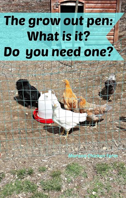 What is a grow out pen. Do you need one Chicken Grow Out Pen, Small Dog House, Raising Chicks, Large Dog Crate, Backyard Poultry, Backyard Flocks, Pet Chickens, Chicken Farm, Raising Chickens