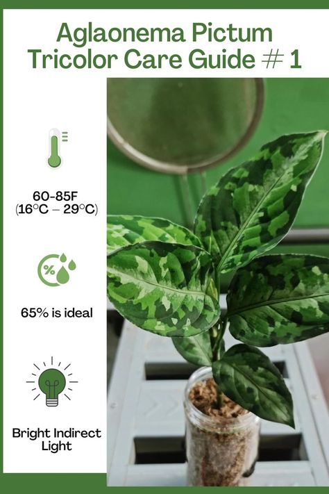 Pictum Tricolor, Aglaonema Pictum Tricolor, Chinese Evergreen, Garden Help, Rare Plants, Tri Color, Gardening Tips, Flower Power, House Plants