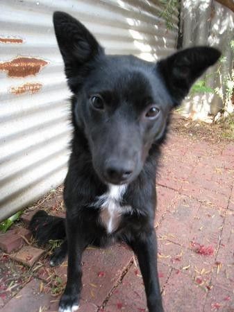 Border Collie/Kelpie Cross Kelpie Puppies, Border Collie X Kelpie, Red Kelpie Dog, Kelpie Cross Border Collie, Peaceful Heart, Australian Kelpie, Dog Drawing, Border Collie, Animals Friends