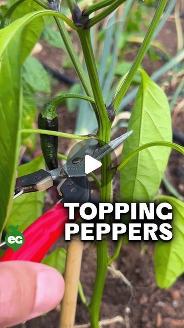 We help you grow. on Instagram: "Should you prune your #pepper plants? This advice has been spread around for ages, and honestly - we've done it as well. But we don't anymore, for a few reasons:  First, what is "topping"? It's a weirdly-phrased way to describe snipping the growing tip off of your pepper plants when they're young to force lower branching, creating more foliage and theoretically more peppers.   While it CAN work, we'd only use it in one specific scenario:  If you have a long, warm growing season, it's early in the season, and the pepper you're topping produces small peppers in large amounts. Think a Thai chili, or a shishito.   We wouldn't do it with a large pepper like a bell, or in a short season - there's just not enough time to "make up the difference" when you chop the How To Plant Peppers From Seeds, Pepper Plant Support, Pepper Plants Growing Tips, What To Do With Peppers, Growing Green Peppers, Tabasco Peppers, Growing Chili Peppers, Small Peppers, Bell Pepper Plant