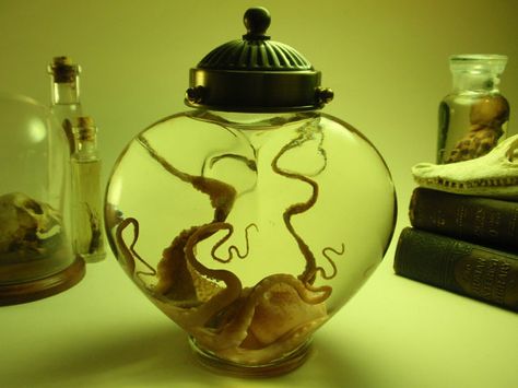 Preserved Octopus In Finialed Heart Shaped by thecuriodditiescabin Dongwook Lee, Heart Shaped Bottle, Wet Specimen Taxidermy, Bug Taxidermy, Shell Painting, Piskel Art, Wet Specimen, Taxidermy Art, Vulture Culture