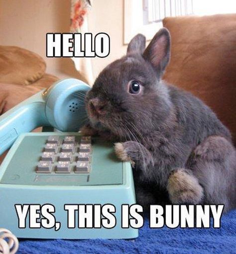 Funny Rabbit, Bunny Stuff, Love Bunnies, Funny P, Bun Bun, Bunny Pictures, Pet Bunny, Cute Bunnies, Gerbil