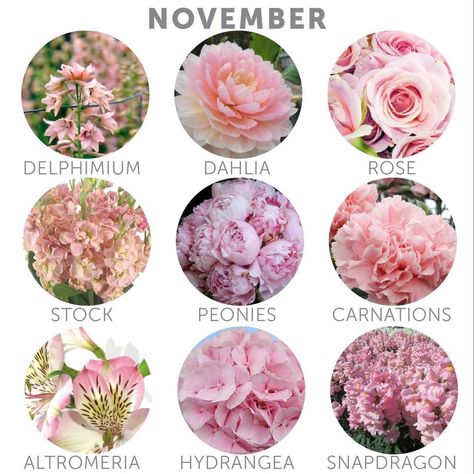 Happy November! Here's a selection of some flower types that are currently in season! Choosing in-season flowers can help you save money on your floral budget! #wedding #weddingflowers #budgetwedding #pink #budgetsavvybride #budgetbride #weddingtip #bridetobe #engaged #weddingplanning #novemberflowers Wedding Flowers Types, Wedding Flowers November, Popular Wedding Flowers, Flowers Types, Wedding Flower Types, Wedding Flowers Roses, Flower Types, Cheap Wedding Flowers, Silk Rose Petals