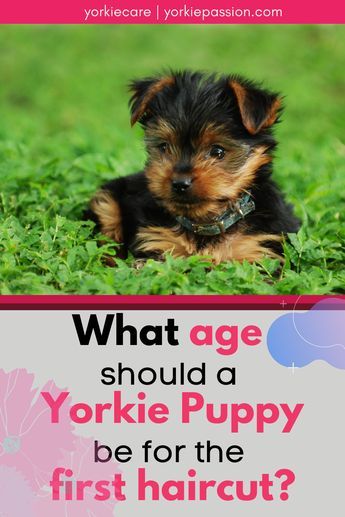 Yorkie Collar, Morkie Haircut Hairstyles, Cute Yorkie Haircut, Yorkie Terrier Haircuts, Yorkie Teddy Bear Cut, Yorkie Puppy Haircuts, Yorkie Puppy Cut, Hairstyle Suggestions, Yorkie Puppy Care