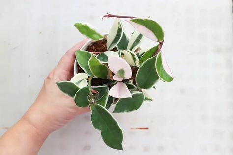 Hoya Carnosa Variegata 'Tricolor' Care Guide (2024) | Garden Pals Hoya Tricolor, Planting Plants, Gardening Indoors, Hoya Carnosa, Neem Oil, Flowers Gardening, Sweet Smell, Ornamental Plants, Organic Matter