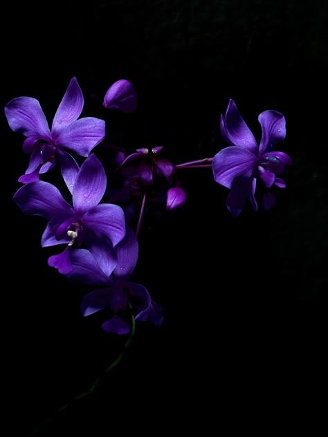 purple Orchid Purple Aesthetic, Purple Orchid Aesthetic, Purple Flowers Aesthetic, Orchids Purple, Dark Purple Flowers, Wallpaper Purple, Orchid Purple, Purple Orchids, Violet Flower