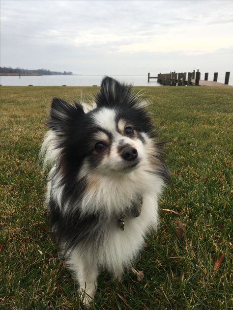 Pickle the Pomeranian mix with papillon. Loving being near the water in Annapolis Maryland. Husky Mixed With Pomeranian, Pomeranian Mix Puppies, Papillon Mix, Pomeranian Husky, Papillon Puppy, Pomeranian Mix, Pet Corner, Annapolis Maryland, Husky Mix