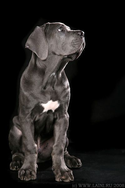 Le cane corso Chien Cane Corso, Dogs Stuff, Corso Dog, About Dogs, White Dog, Cane Corso, Beautiful Dogs, Big Dogs, 귀여운 동물