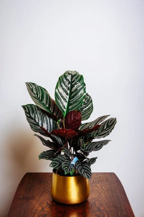 Minimalist Plants, Plants Apartment, Calathea Ornata, Plants Wishlist, Indoor Plants Low Light, Leaf Veins, Jack Antonoff, Small Flower Pots, Plant Garden