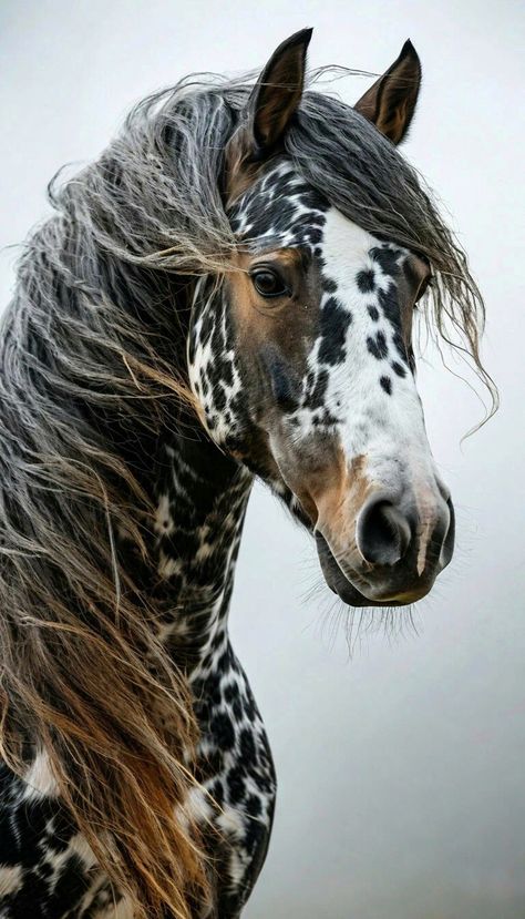 Paint Horse Photography, Horse Painting Ideas, Unusual Horse, Horses Farm, Gorgeous Animals, Beautiful Horse Pictures, Paint Horse, Appaloosa Horses, Horse Ideas