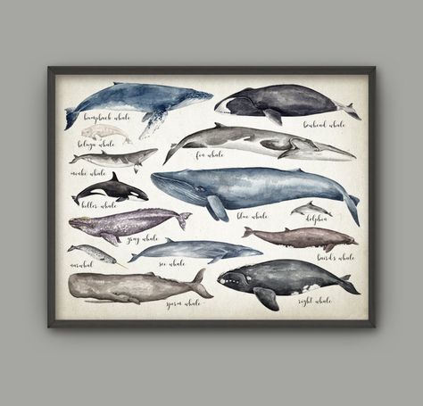 QuantumPrints Surfing Room, Whale Chart, Whale Bathroom, Whales Art, Whale Species, Octopus Illustration, Whale Painting, Biology Art, Watercolor Whale