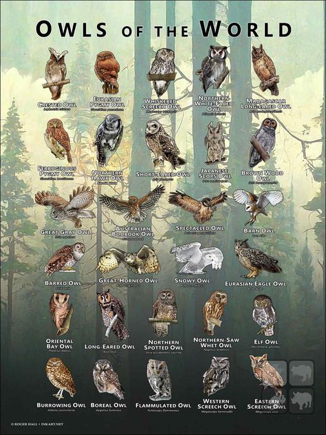 There are over 225 species of owl in the world. On this poster-print are a sampling of some of these remarkable and amazing owls. Species included: AUSTRALIAN BOOBOOK OWL (Ninox boobook) * BARN OWL (Tyto alba) * BARRED OWL (Strix varia) * BOREAL OWL (Aegolius funereus) * BROWN WOOD OWL (Strix leptogrammica) * BURROWING OWL (Athene cunicularia) * CRESTED OWL (Lophostrix cristata) * EASTERN SCREECH OWL (Megascops asio) * ELF OWL (Micrathene whitneyi) * EURASIAN EAGLE OWL (Bubo bubo) * EURASIAN PYGMY OWL (Glaucidium passerinum) * FERRUGINOUS PYGMY OWL (Glaucidium brasilianum) * FLAMMULATED OWL (Psiloscops flammeolus) * GREAT GRAY OWL (Strix nebulosa) * GREAT-HORNED OWL (Bubo virginianus) * JAPANESE SCOPS (Otus semitorques) * LONG-EARED OWL (Asio otus) * MADAGASCAR LONG-EARED OWL (Asio madagas Boreal Owl, Northern Spotted Owl, Bird Names, Western Screech Owl, Elf Owl, Eurasian Eagle Owl, Eastern Screech Owl, Owl Species, Spotted Owl