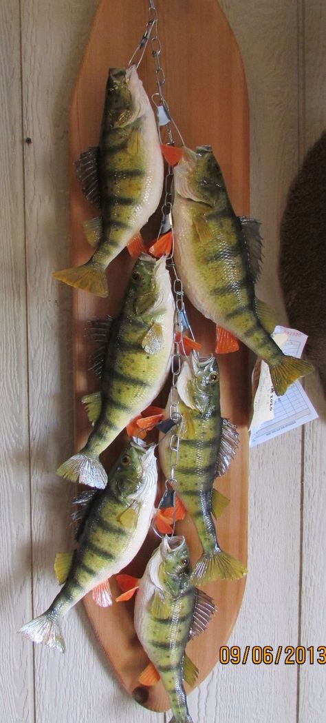 Perch stringer mount on backboard Fish Taxidermy Ideas, Fish Mounts Taxidermy, Walleye Mounts, Deer Mount Ideas, Fish Taxidermy, Shadow Box Coffee Table, Hunting Cabin Decor, Taxidermy Decor, Fish Mounts