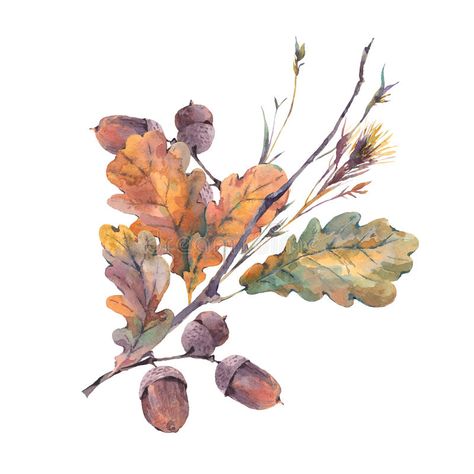 Oak Leaves And Acorns, Watercolor Autumn Leaves, Vintage Bouquet, Fall Watercolor, Botanical Watercolor, Oak Leaves, Watercolor Illustrations, Watercolor Leaves, Watercolor Inspiration