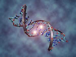 Methylation Cycles: Undermethylation vs. Overmethylation Homeopathic remedies and nutritional therapies will support rebalancing of the methylation cycles. Dna Methylation, Peaceful Heart, Dna Molecule, Human Genome, Dna Repair, Genetic Mutation, Gene Expression, Life Group, Intelligent Design