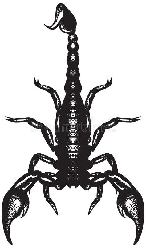 Scorpion stock illustration Scorpion Scientific Illustration, Scorpion Top View, Scorpion Throat Tattoo, Scorpion Linocut, Scorpion Drawing Simple, Scorpion Chest Tattoo, Scorpion Black And White, Black Scorpion Tattoo, Scorpion Aesthetic