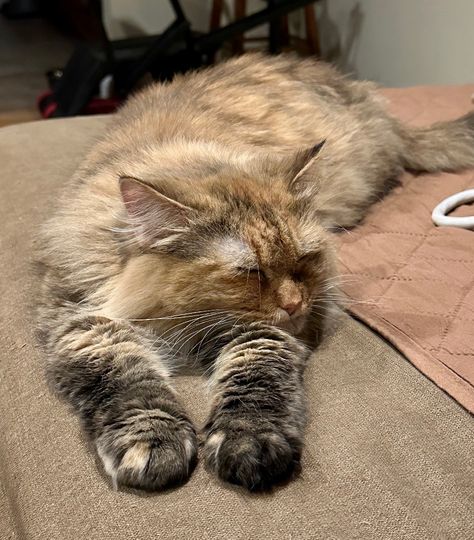 Melody!!! is an adoptable Cat - Persian & Maine Coon Mix searching for a forever family near Manalapan, NJ. Use Petfinder to find adoptable pets in your area. Cat Persian, Flea Prevention, Help Animals, Blue Point, Helping The Homeless, Forever Family, Cat Adoption, Maine Coon, Meeting New People