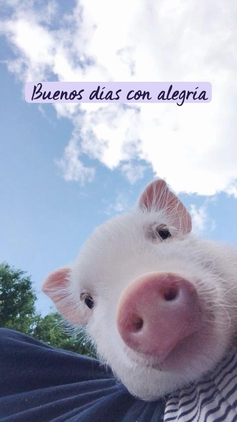 Cute Piglets, Baby Farm Animals, Mini Pigs, Cute Piggies, Baby Pigs, Pretty Animals, Cute Animals Images, Cute Pigs