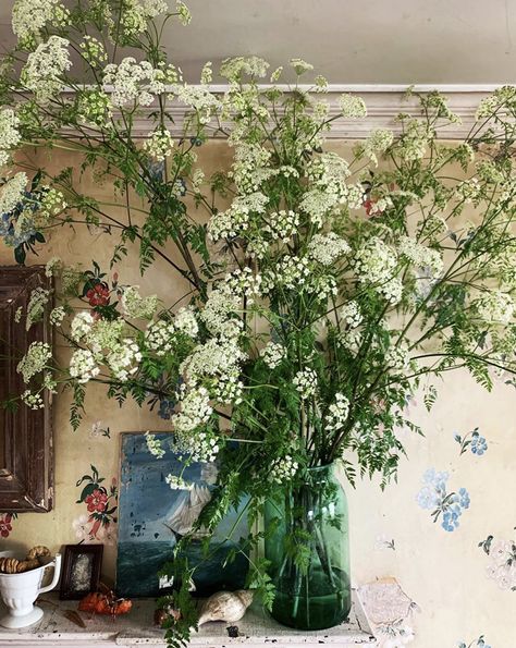 Cow Parsley, John Derian, Best Indoor Plants, Indoor Plant, Plant Holders, Plant Life, Parsley, Cottage Garden, Pretty Flowers