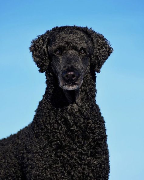 ᴅᴇᴠɪʟ • ᴠɪᴘᴇʀ 🇸🇪 on Instagram: “💙 I never get tired of the blue sky and black poodle 🖤 . • . #kenneldomestic #teamdomestic #standardpoodle #poodlepuppy…” Black Poodle, Rare Dog Breeds, Rare Dogs, The Blue Sky, Poodle Puppy, Standard Poodle, Dog Breeds, Blue Sky, Dogs