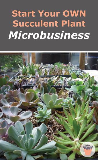 Plant Selling Business, Selling Succulents At Markets, Small Plant Business Ideas, Succulent Business Ideas, How To Sell Plants, Starting A Plant Business, Plant Selling Ideas, Small Plant Business, Plant Business Ideas