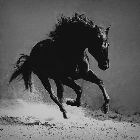 Horse Black And White, Wrap Wall Art, حصان عربي, Horse Black, Room Decor Aesthetic, Horse Aesthetic, Majestic Horse, Black And White Art, Decor Aesthetic