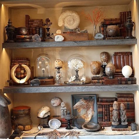 Room Of Curiosities, Wall Of Curiosities, Cabinets Of Curiosities, Naturalist Decor, Seashell Display, Cabinet Of Curiosity, Witch Room, Bookcase Decor, Cabinet Of Curiosities