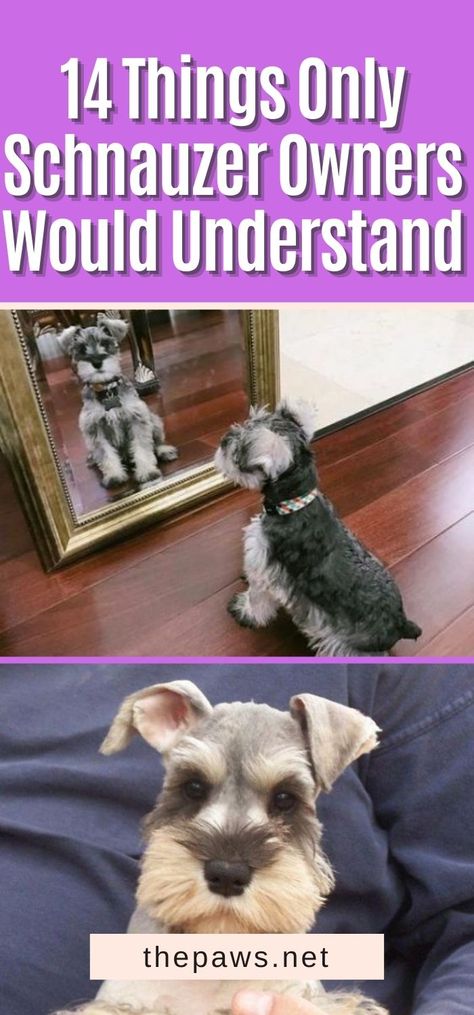 Standard Schnauzer Puppies, Mini Snauzers, Schnauzer Haircut Hairstyles, Mini Schnauzer Grooming Haircuts, Miniature Schnauzer Tattoo, Schnauzer Beard, Schnauzer Quotes, Puppy Schnauzer, Miniature Schnauzer Grooming